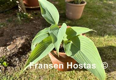 Hosta Feathervane